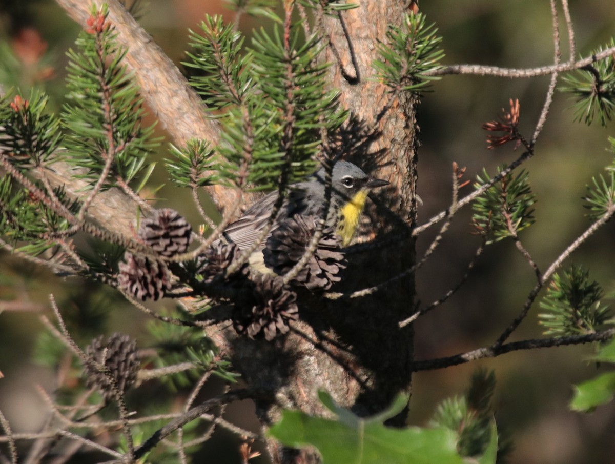 Kirtland's Warbler - ML623925424