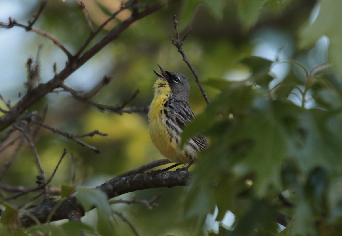 Kirtland's Warbler - ML623925425