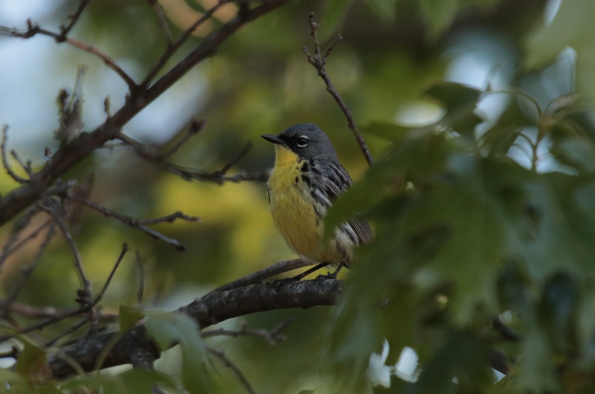 Kirtland's Warbler - ML623925426