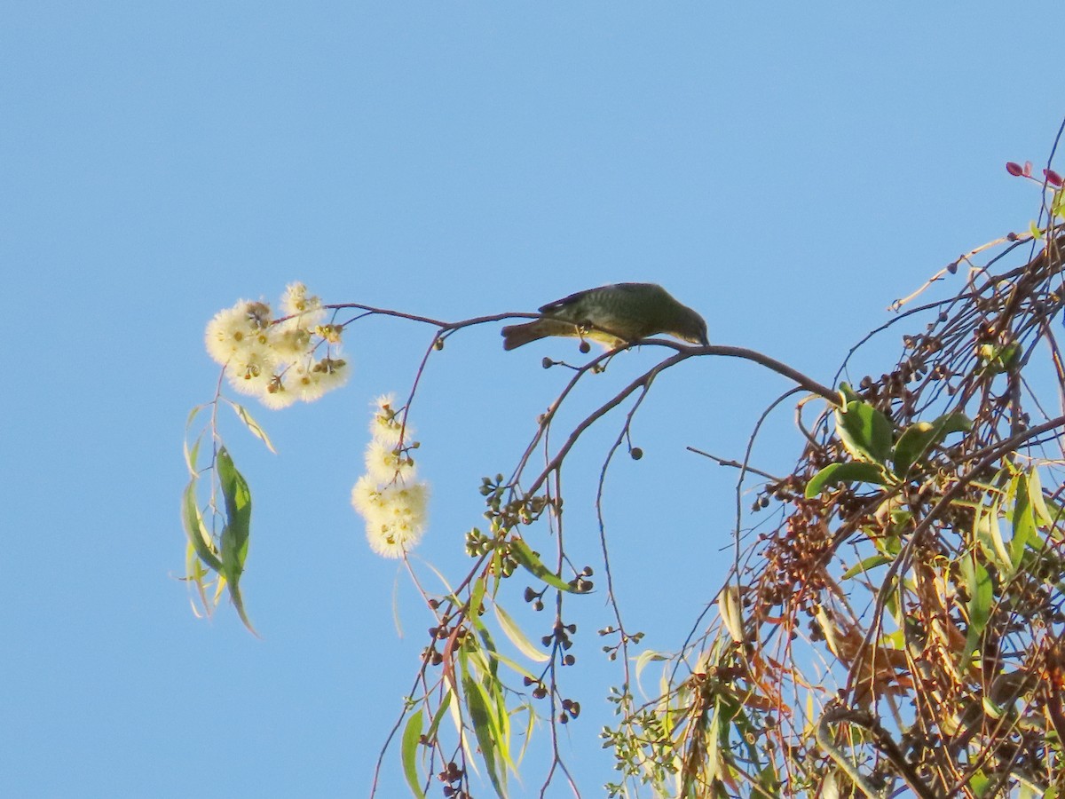 Swallow Tanager - ML623925431