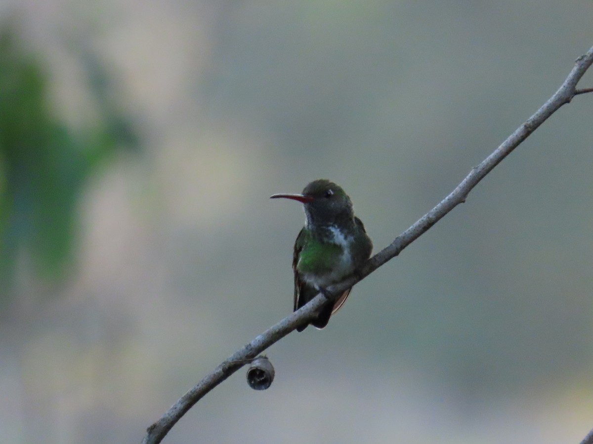 Glittering-throated Emerald - ML623925433