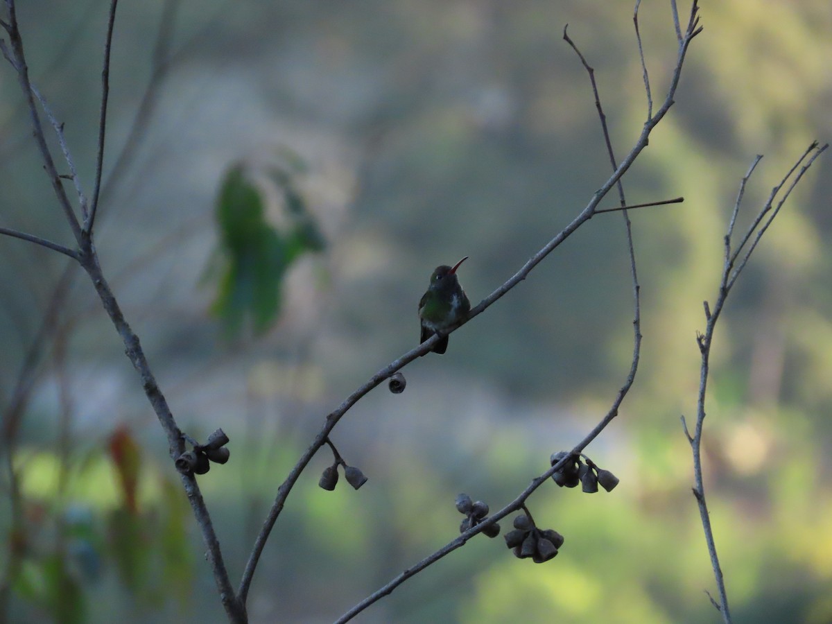 Glittering-throated Emerald - ML623925434