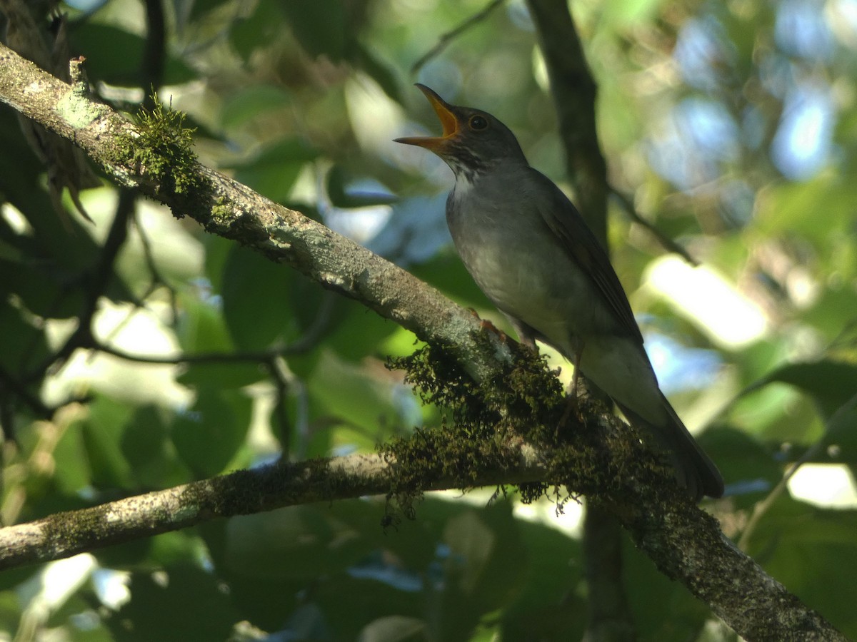 Blacksmith Thrush - ML623925445