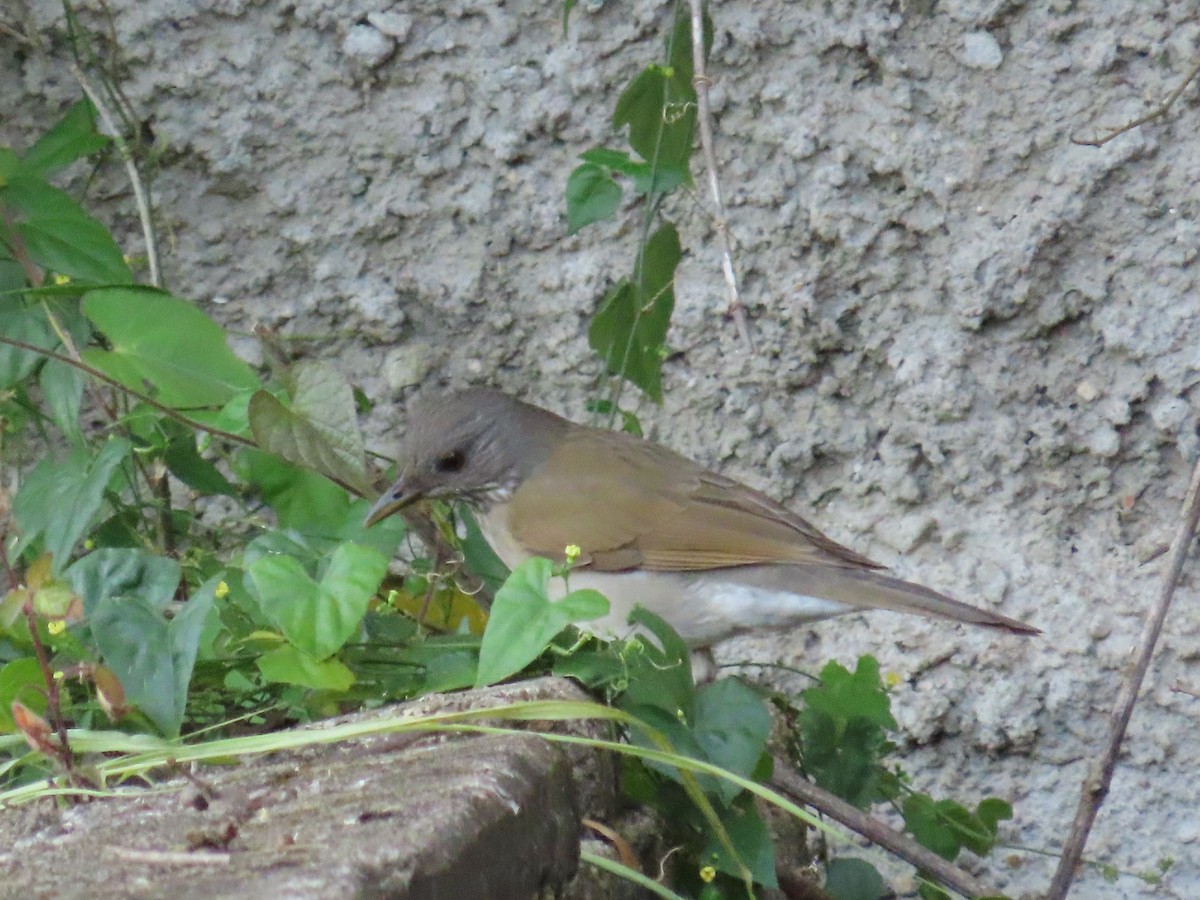 Pale-breasted Thrush - ML623925447