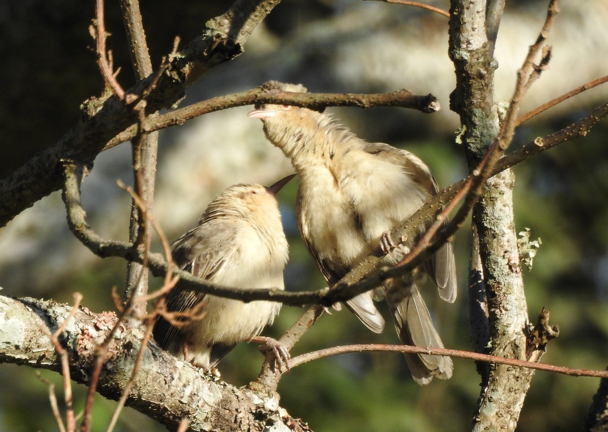 Thrush-like Wren - ML623925450