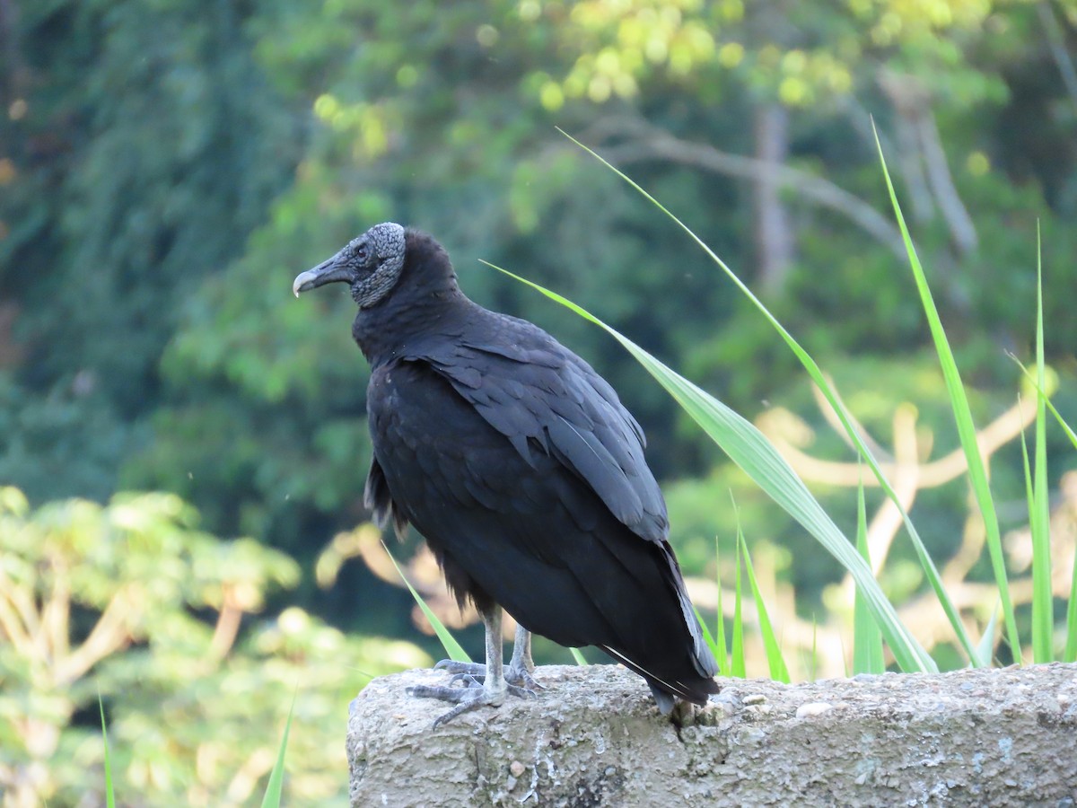 Black Vulture - ML623925452