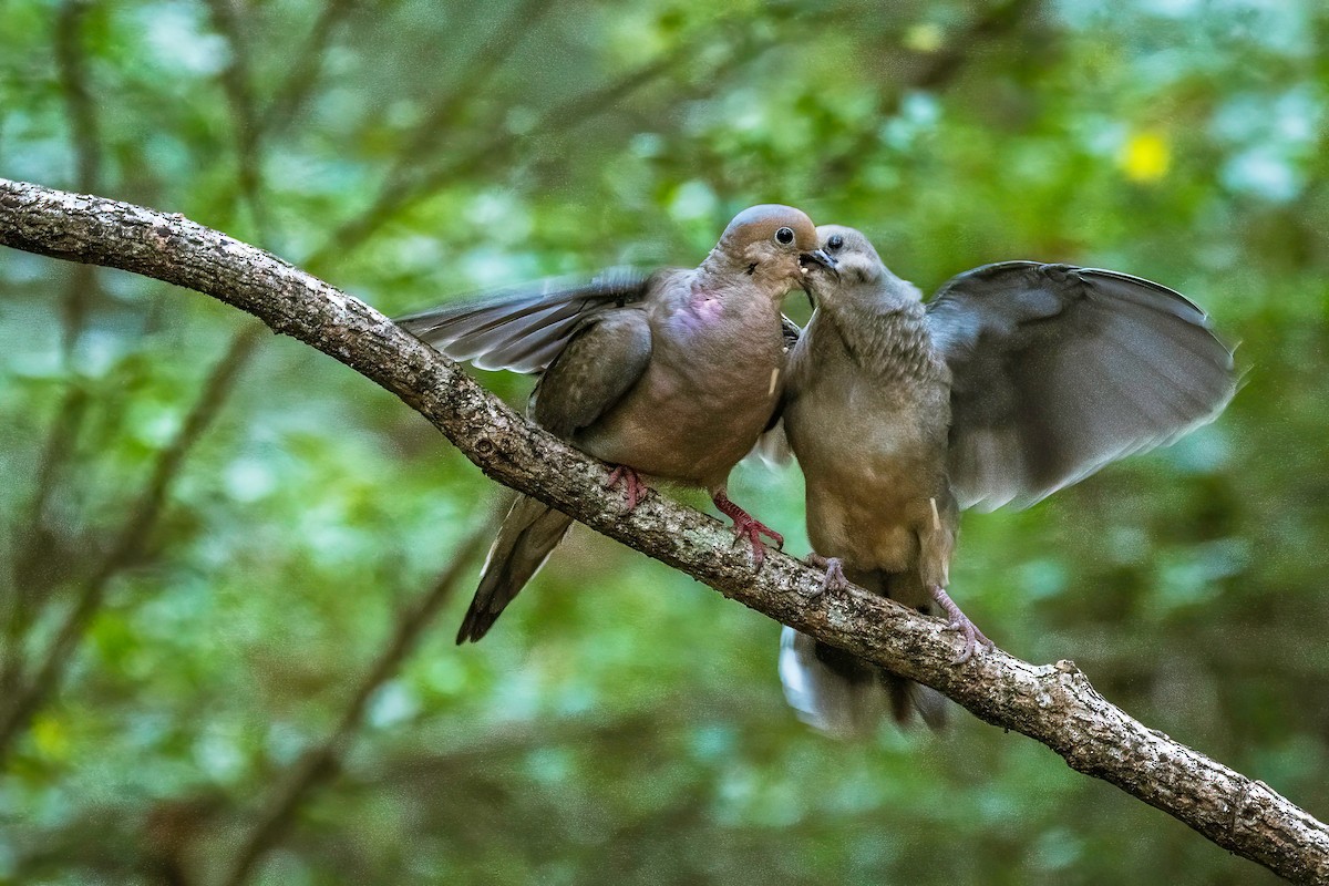 Mourning Dove - ML623925453