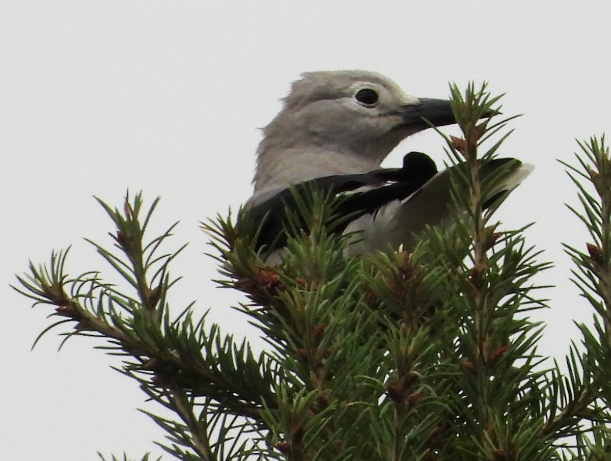 konglekråke - ML623925457