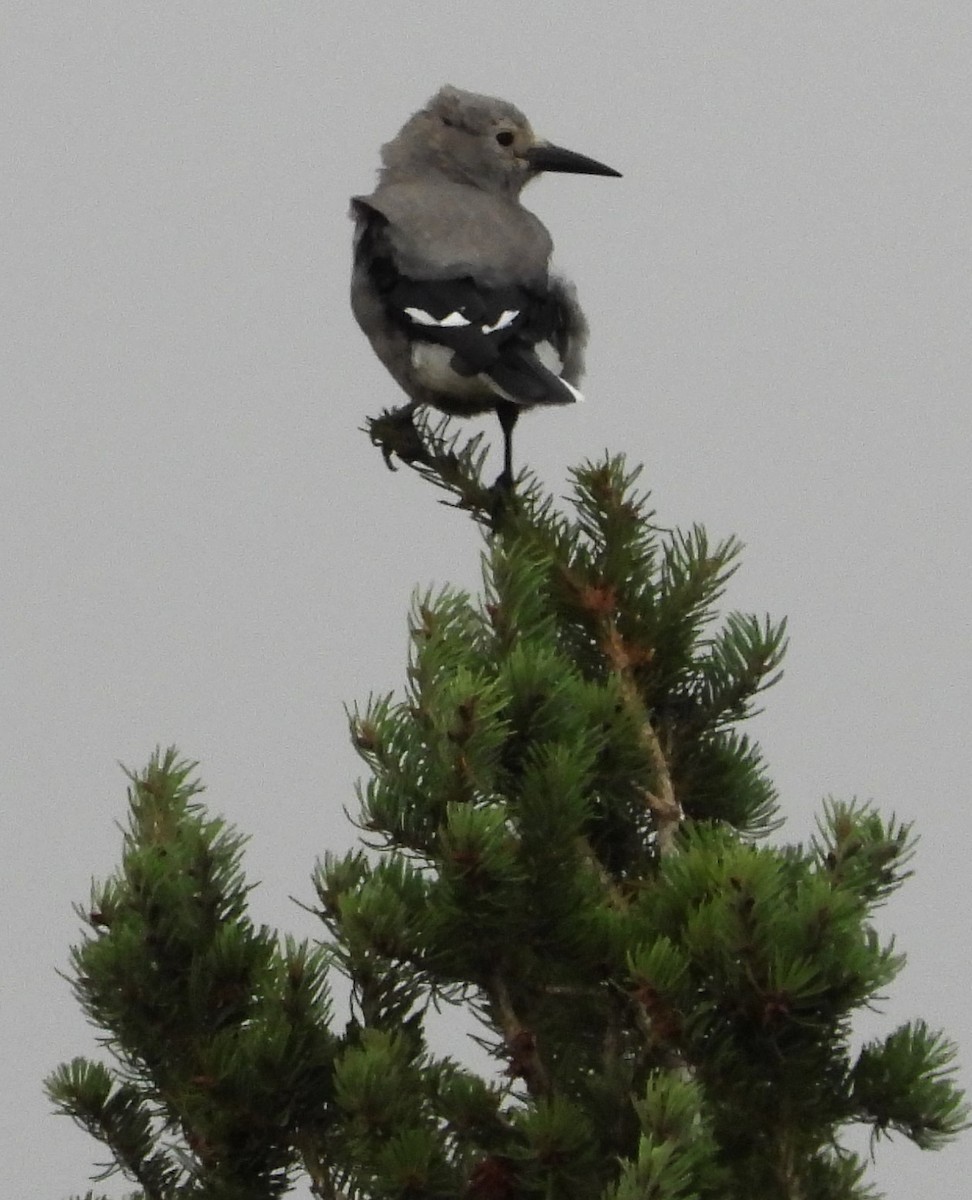 konglekråke - ML623925458