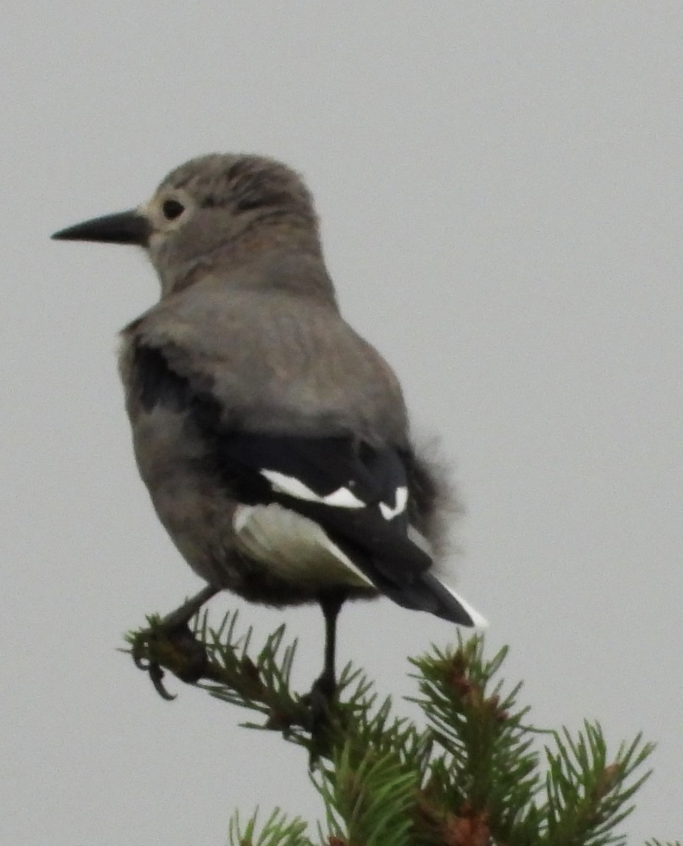 konglekråke - ML623925459