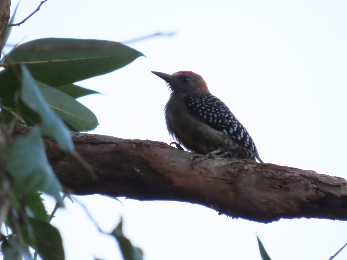 Red-crowned Woodpecker - ML623925465