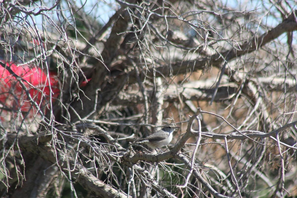 Rock Wren - ML623925478