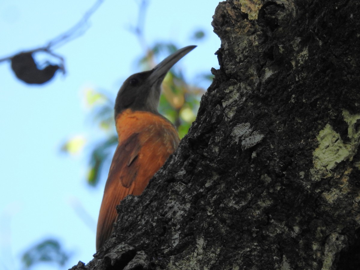 Great Rufous Woodcreeper - ML623925494