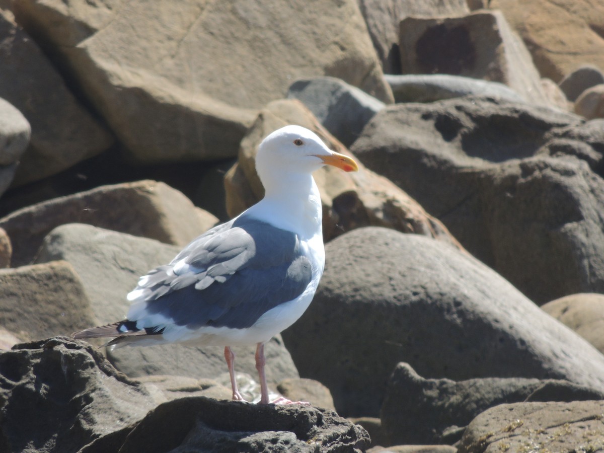 Western Gull - ML623925507