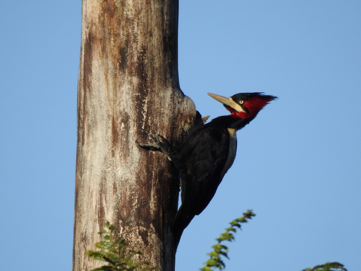 Cream-backed Woodpecker - ML623925509