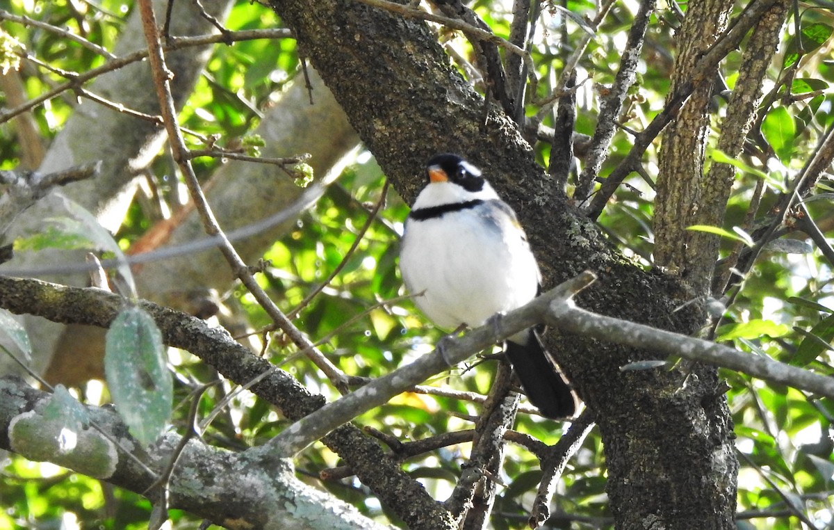 Saffron-billed Sparrow - ML623925528