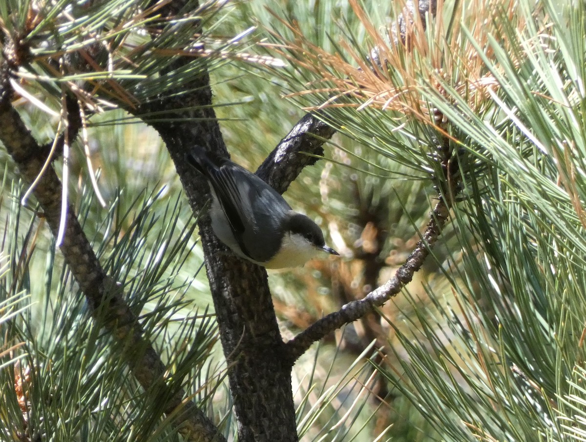 Pygmy Nuthatch - ML623925570