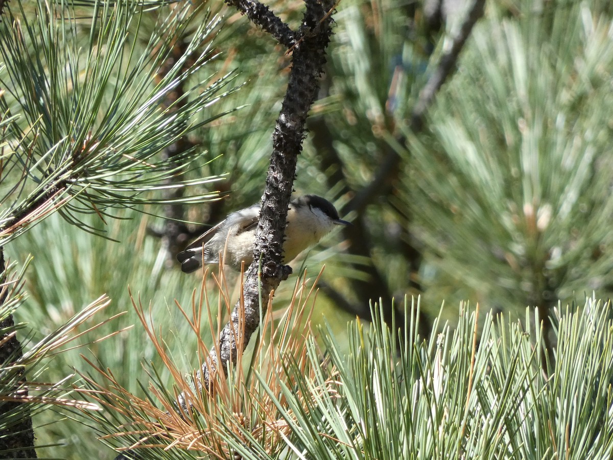 Pygmy Nuthatch - ML623925571