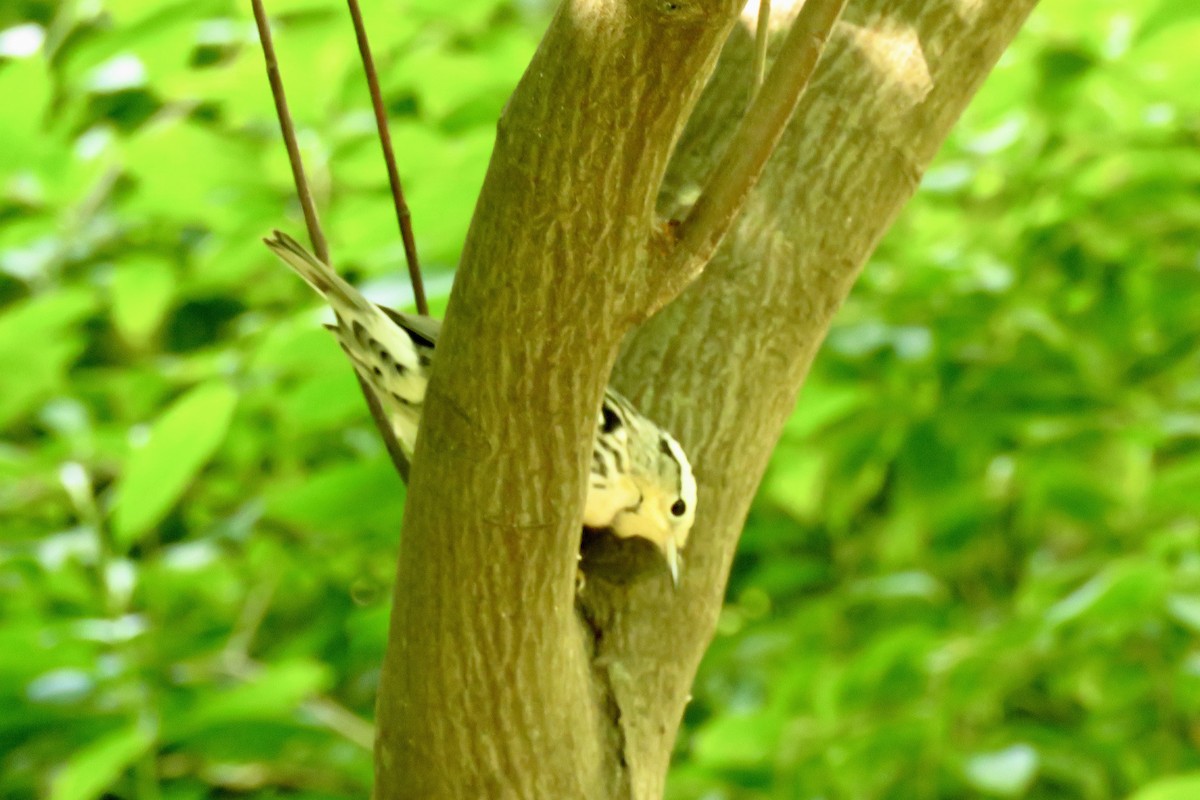 Black-and-white Warbler - ML623925573