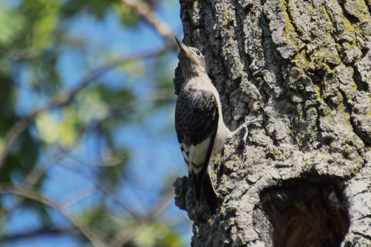 Red-headed Woodpecker - ML623925582