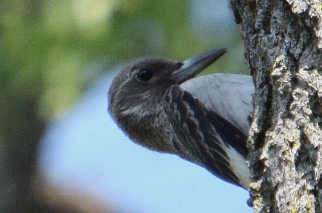 Red-headed Woodpecker - ML623925584