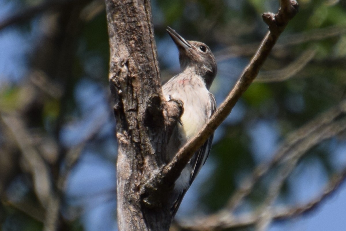 Red-headed Woodpecker - ML623925595