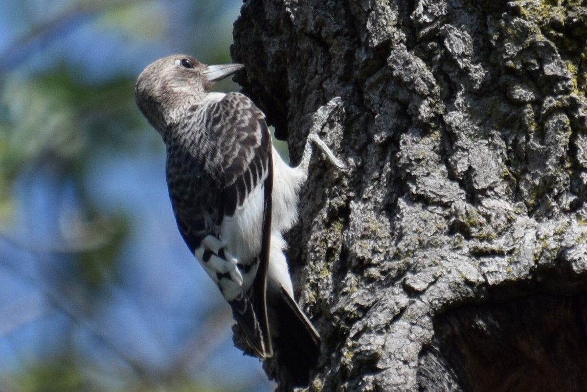 Red-headed Woodpecker - ML623925596