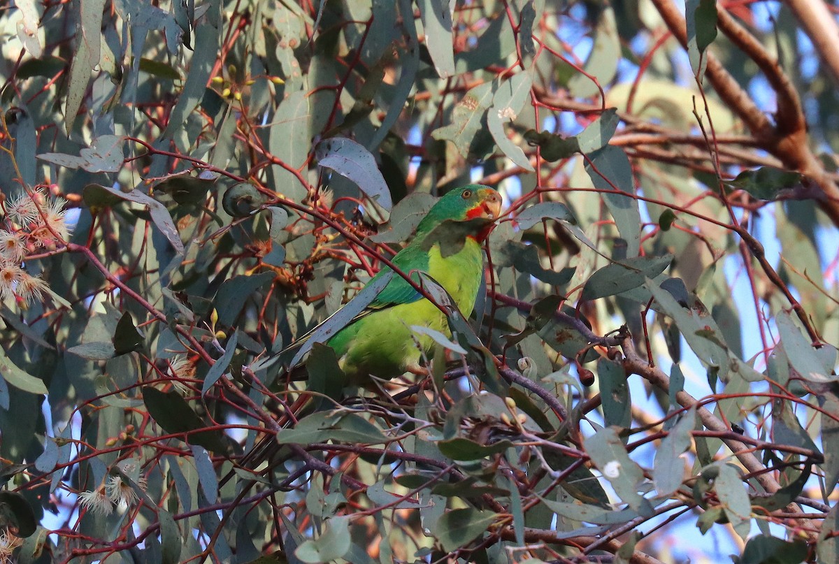 Swift Parrot - ML623925601