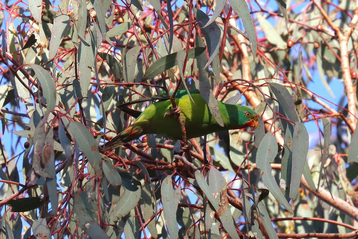 Swift Parrot - ML623925602