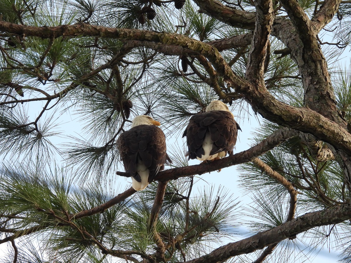 Bald Eagle - ML623925605