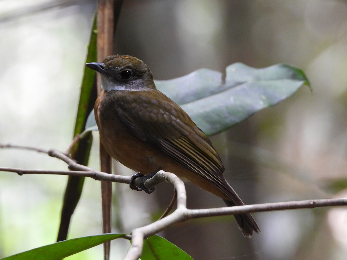 Orange-crowned Manakin - ML623925615