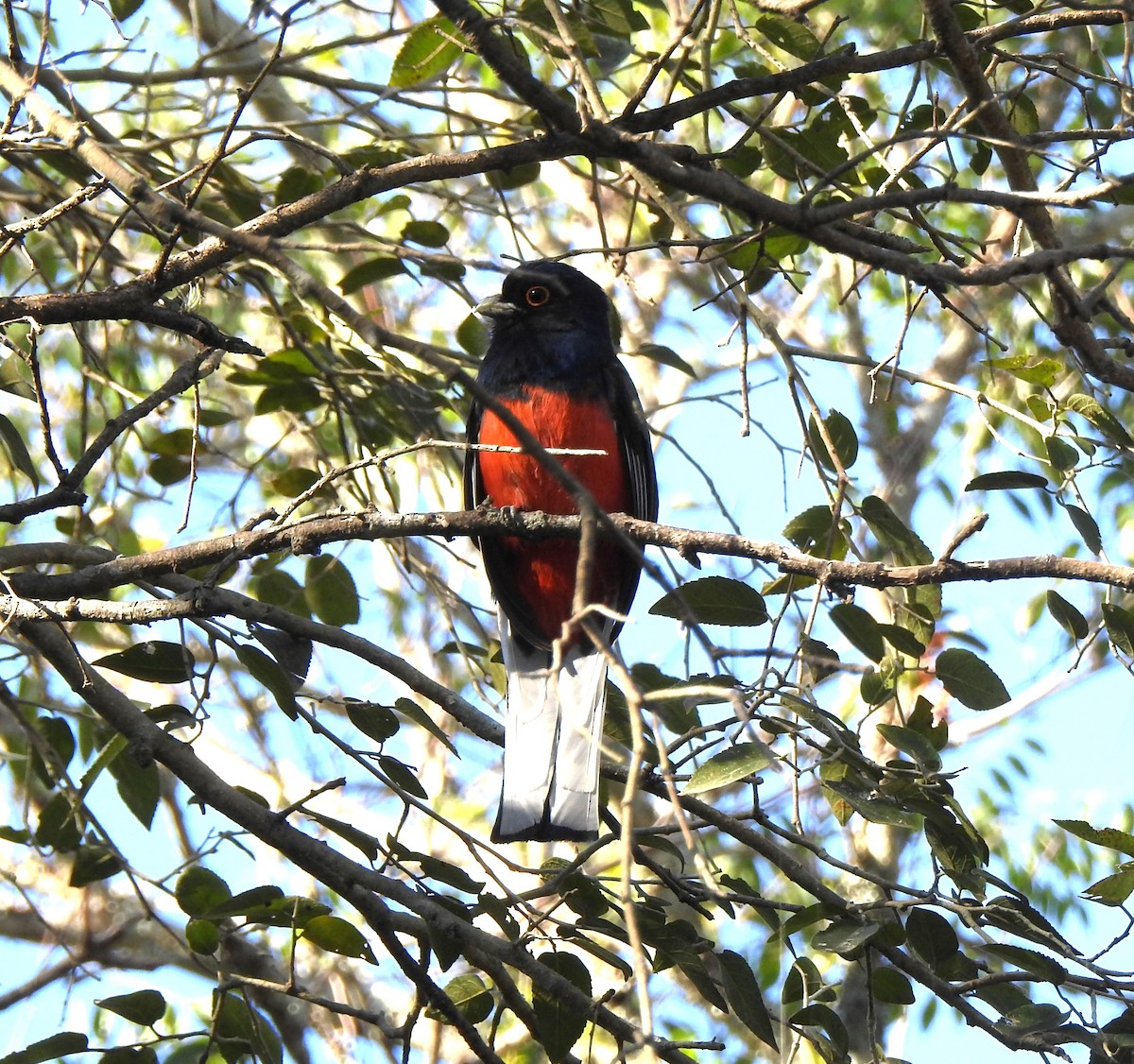 Surucua Trogon - ML623925622