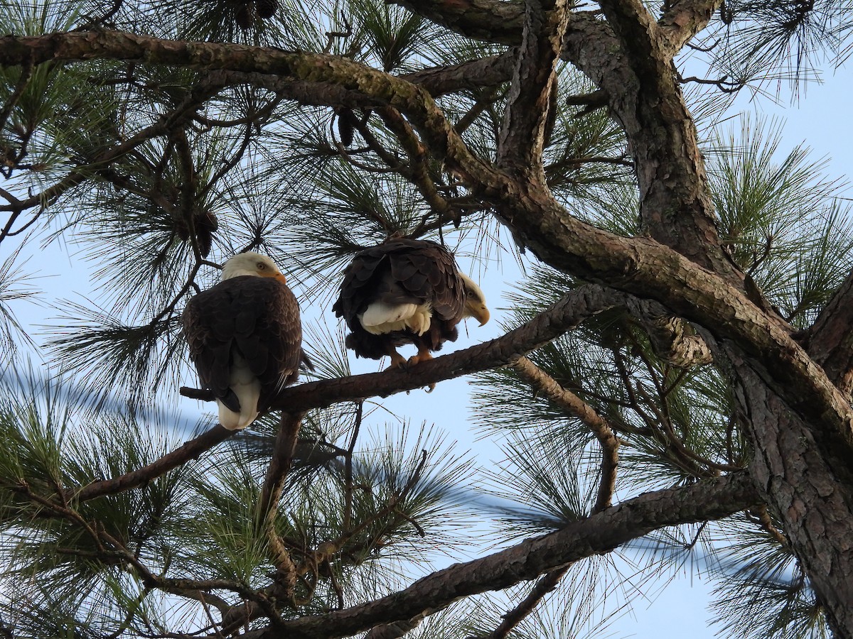 Bald Eagle - ML623925640