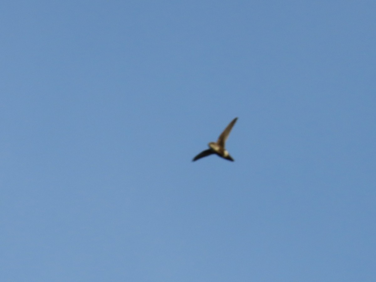 White-collared Swift - ML623925647