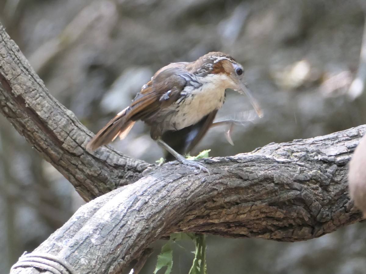 Large Scimitar-Babbler - ML623925648