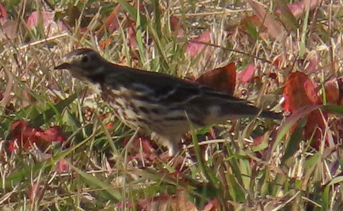 American Pipit (japonicus) - ML623925658