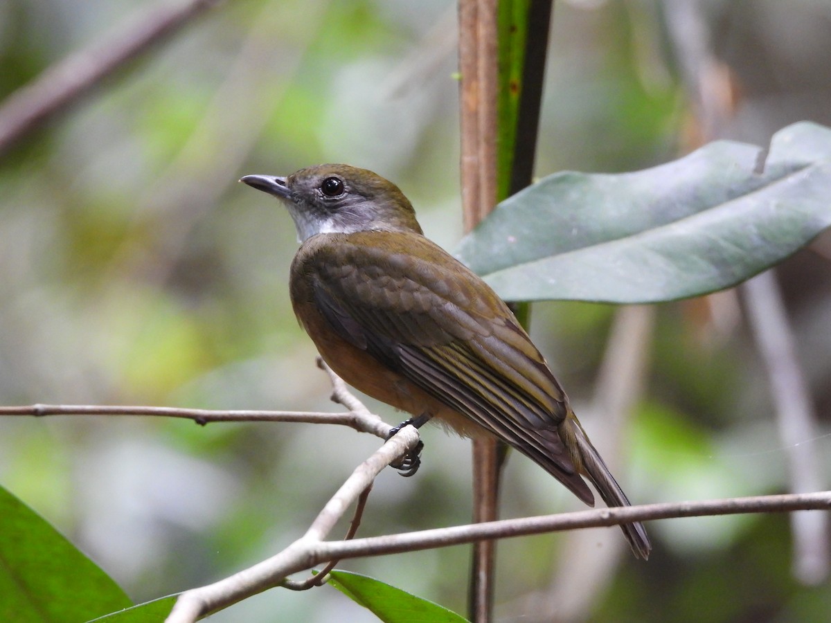 Orange-crowned Manakin - ML623925660