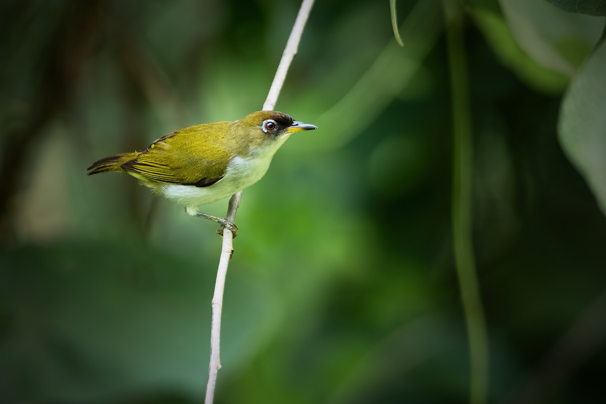 Cream-throated White-eye (Halmahera) - ML623925661