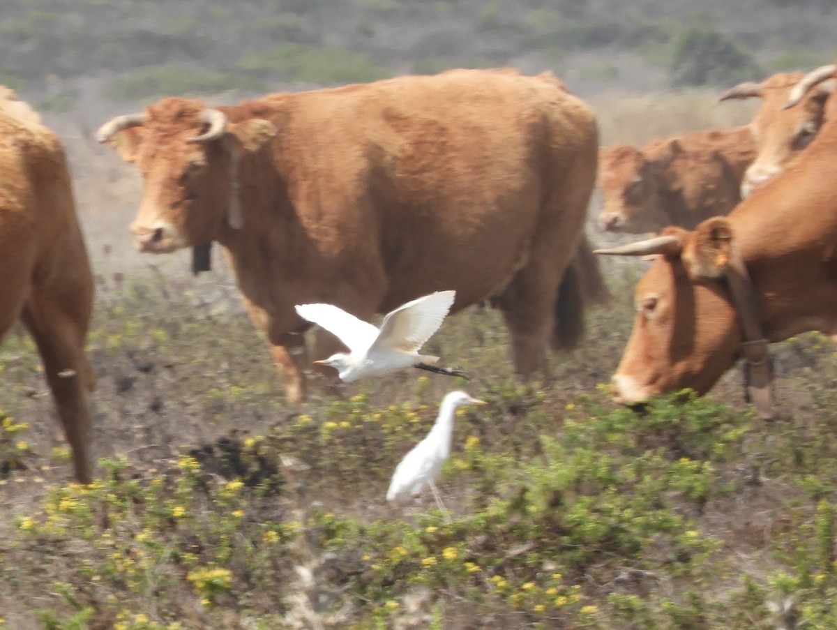 Western Cattle Egret - ML623925663