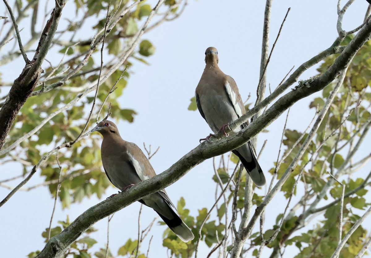 White-winged Dove - ML623925667