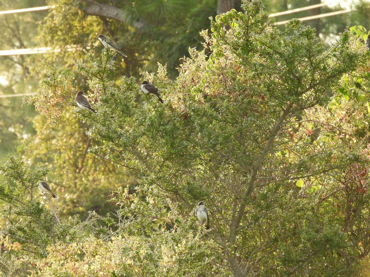 Eastern Kingbird - ML623925668