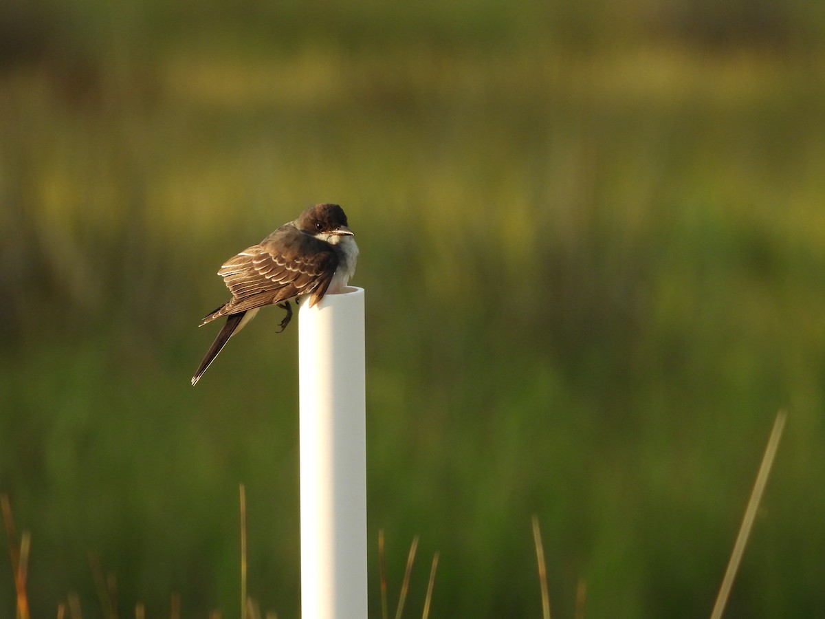 Eastern Kingbird - ML623925675