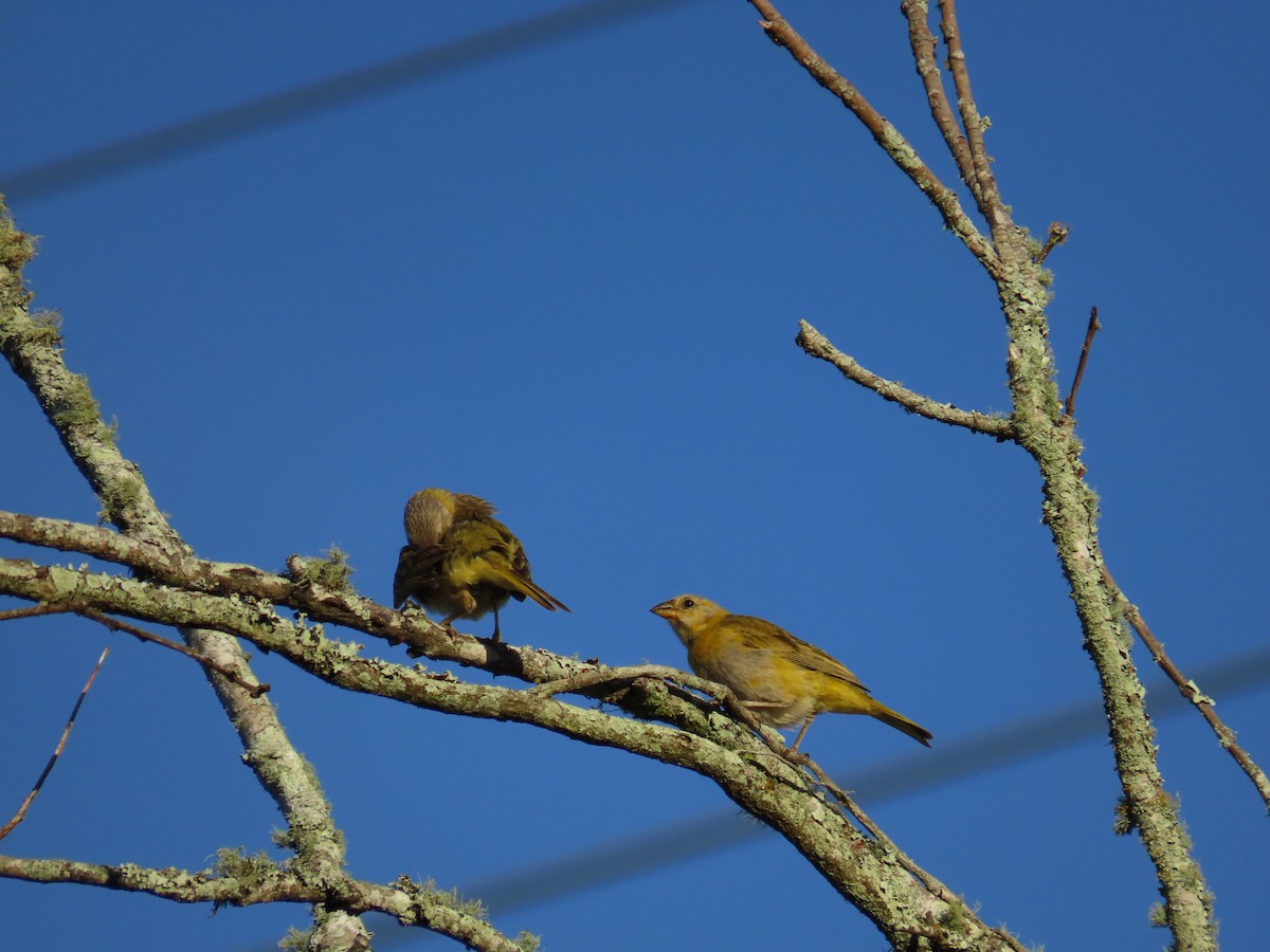 Saffron Finch - ML623925679