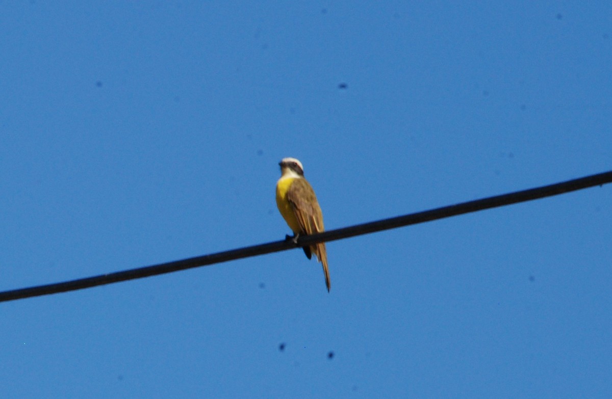 Social Flycatcher - ML623925681