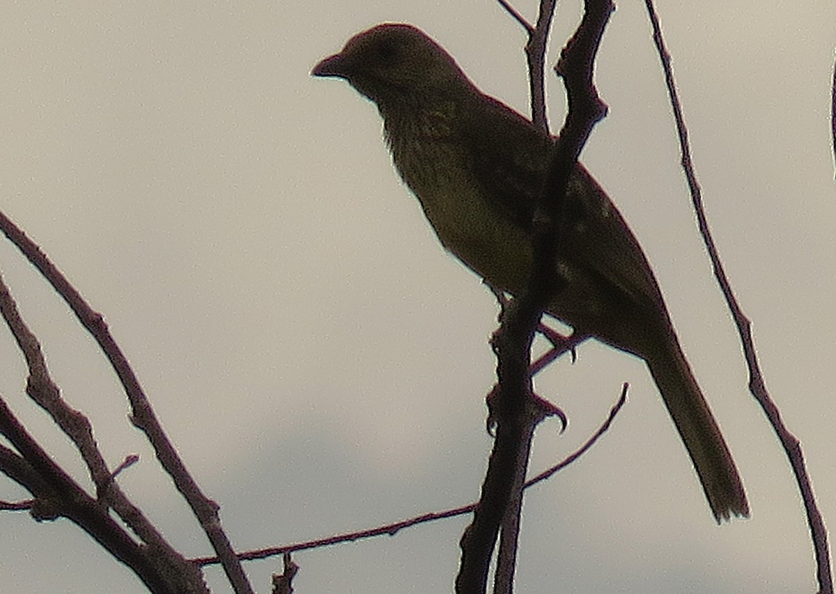 Yellow-breasted Bowerbird - ML623925691