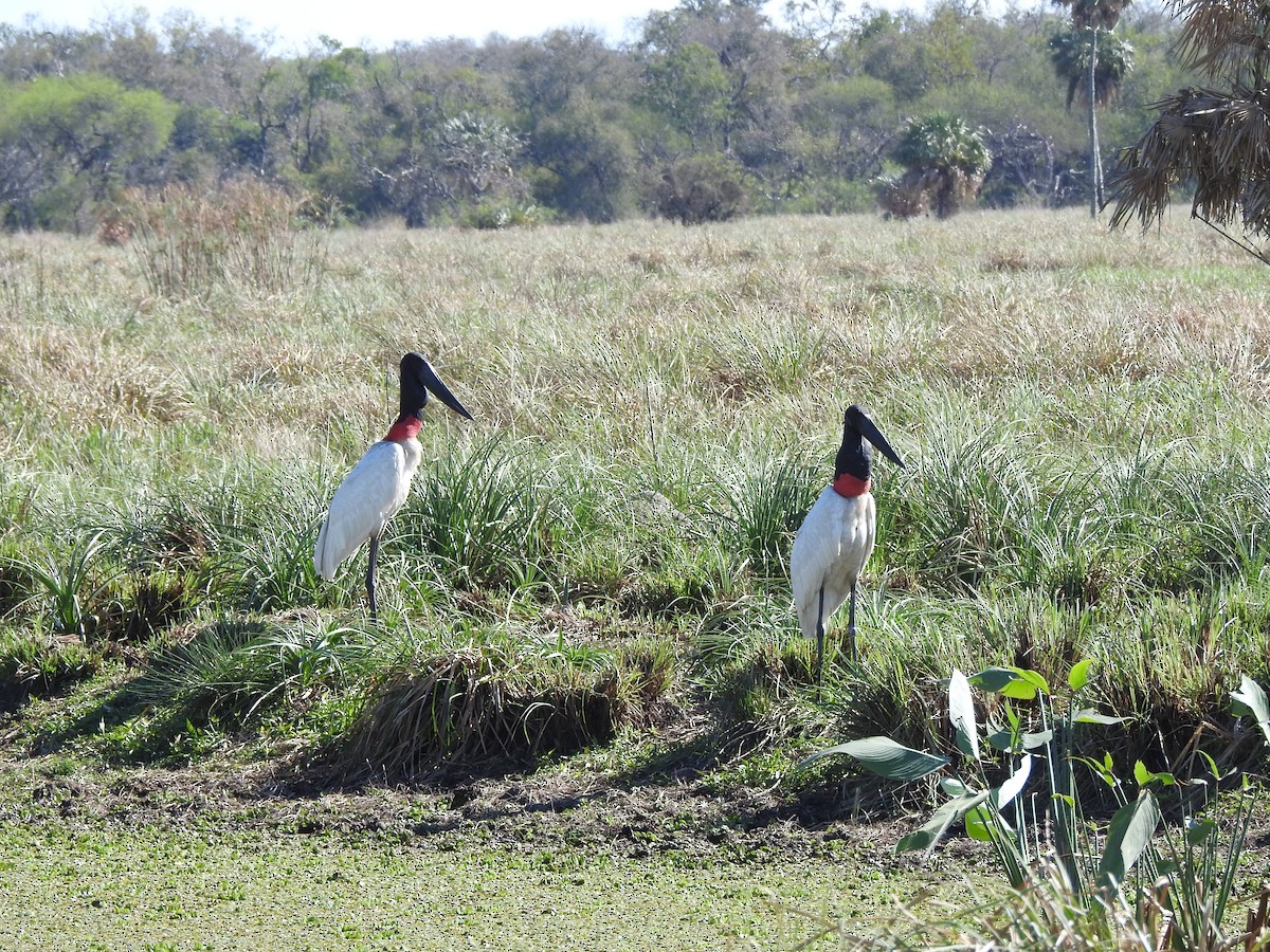 Jabiru - Claudia Vazquez