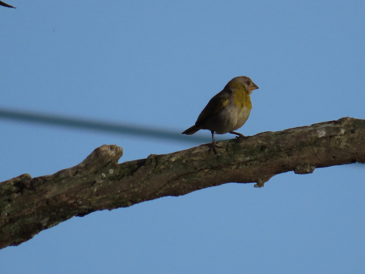 Black-faced Grassquit - ML623925695