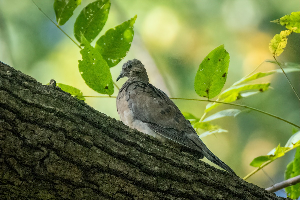 Mourning Dove - ML623925708