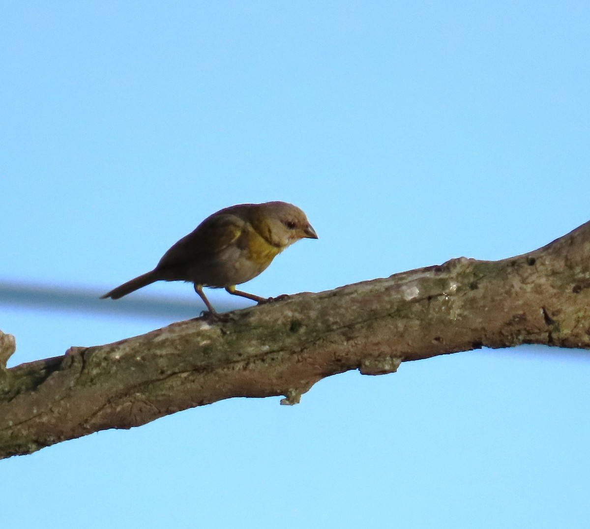 Black-faced Grassquit - ML623925722