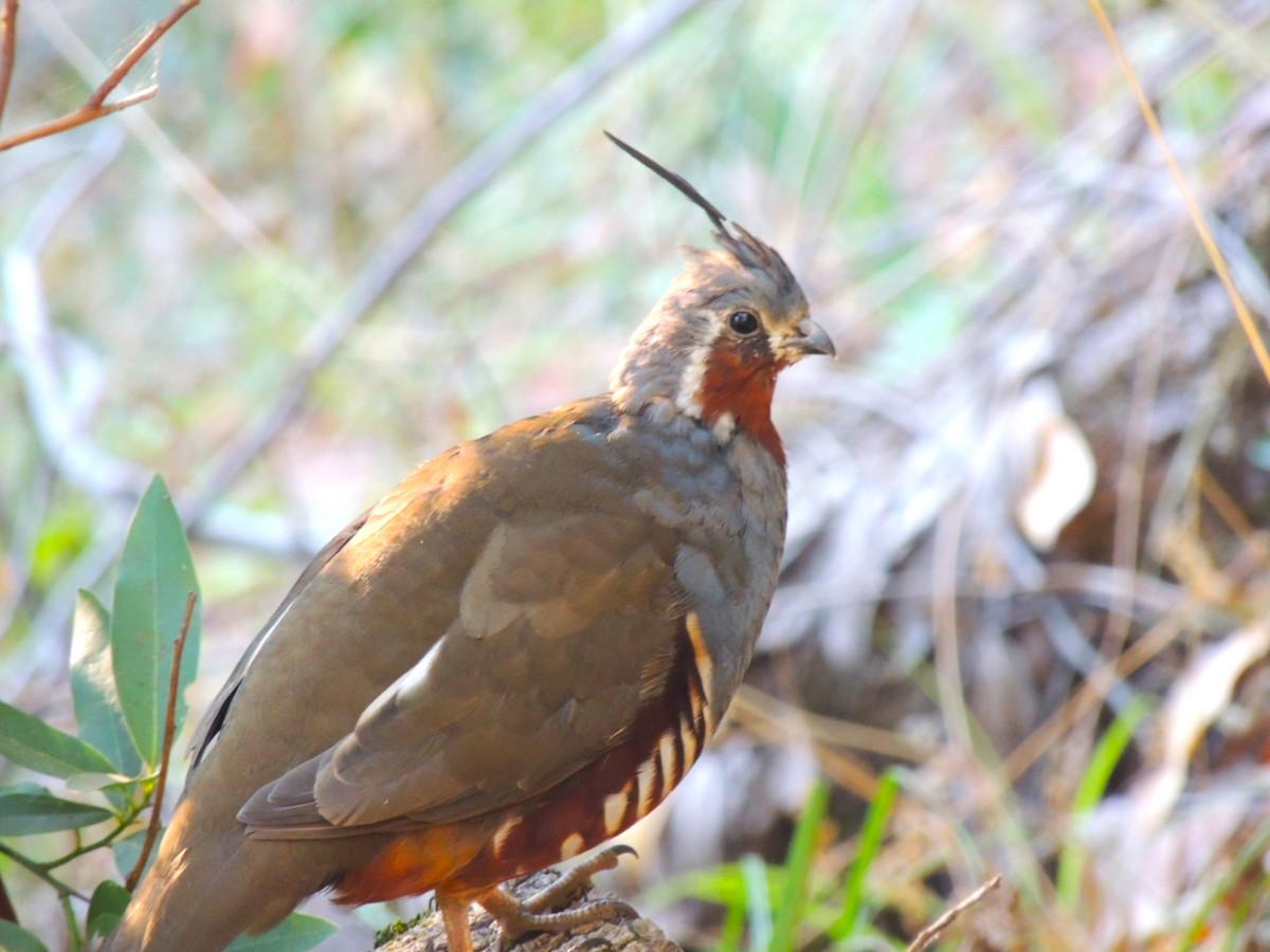 Mountain Quail - ML623925723